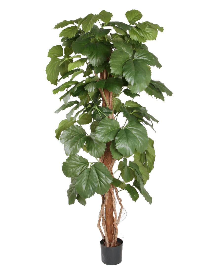 Циссус в интерьере квартиры (77 фото)