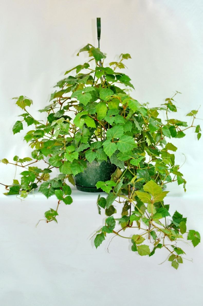 Циссус тетрастигма