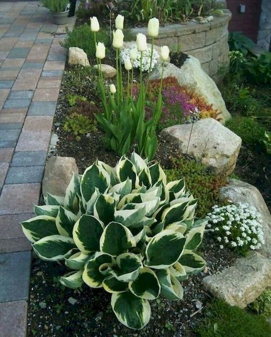 Хостарий в ландшафтном дизайне (74 фото)