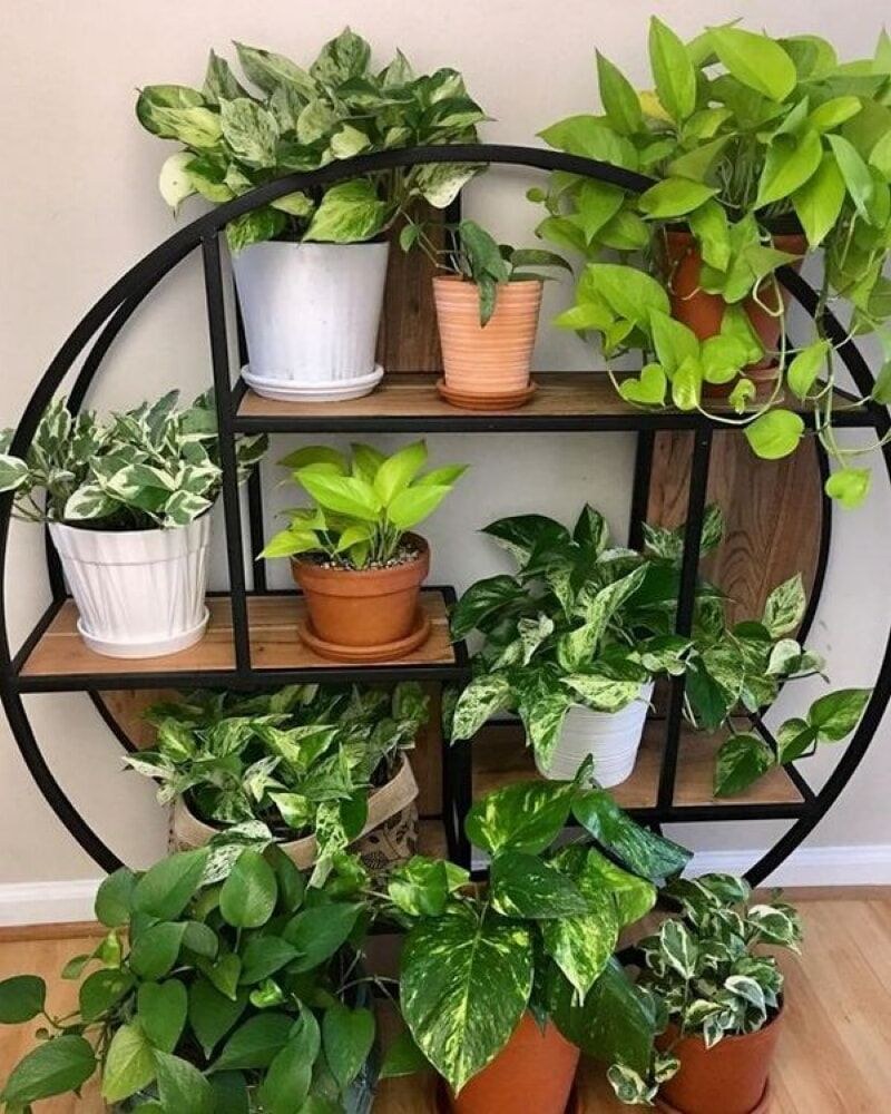 Плющ фитодизайн