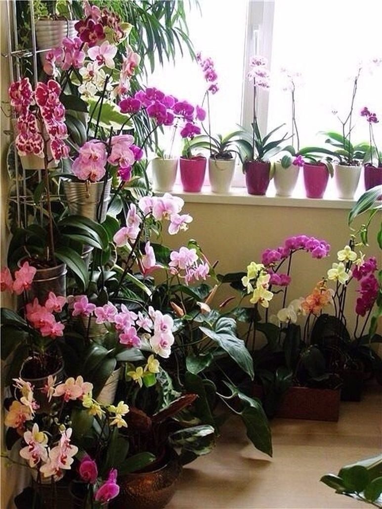 Комнатные растения в интерьере квартиры