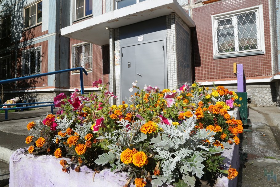 Высокие сорняки у подъездов