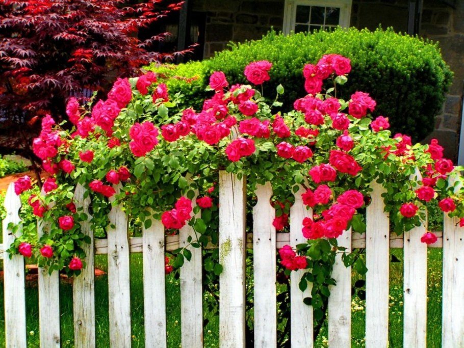 Куст розы плетистой