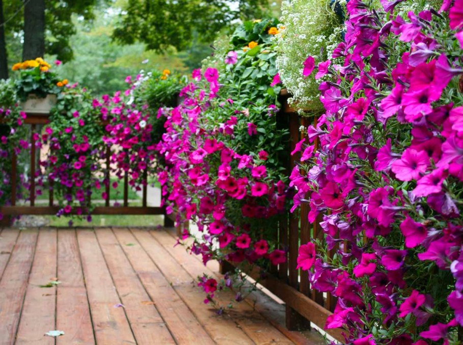 Перголы для петунии