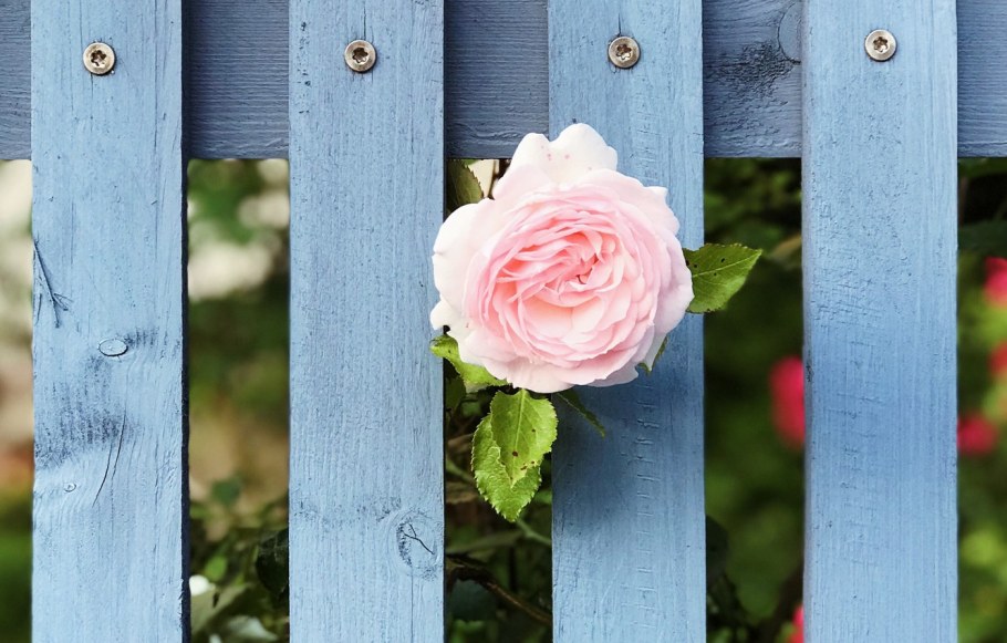 Розы на заборе