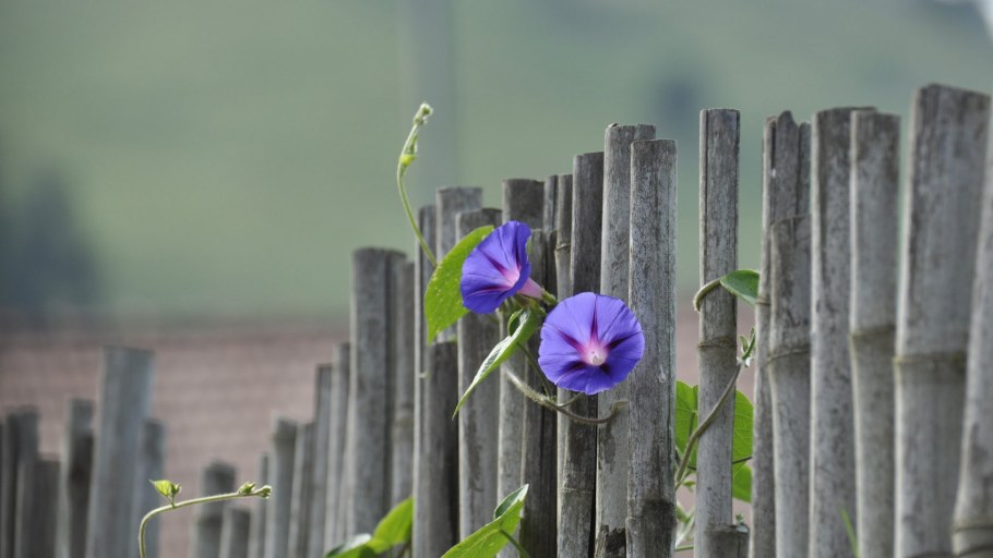Вьюнок полевой для изгороди
