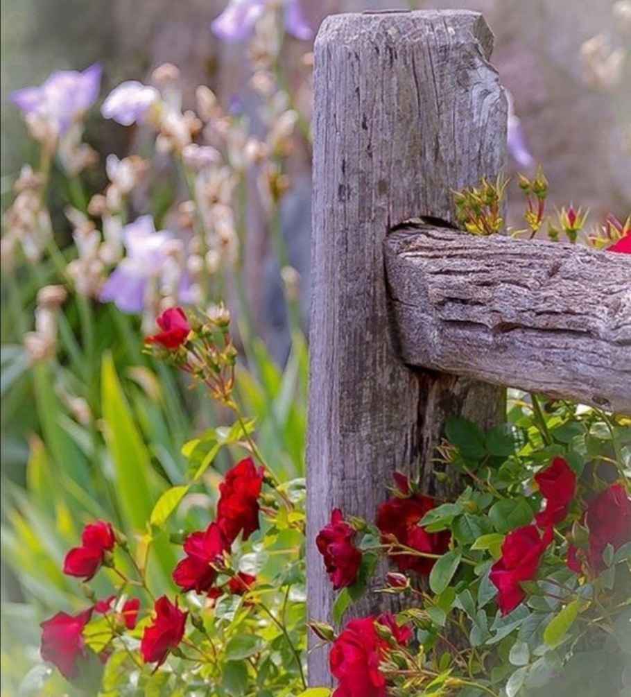 Изгородь с цветами