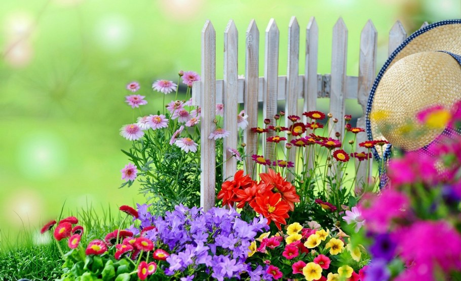 Многолетники в палисаднике