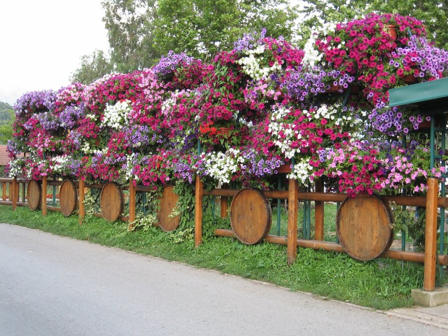 Вертикальное Озеленение петунии