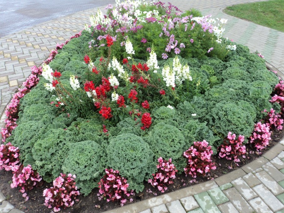 Алиссум годеция кохия