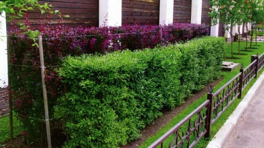 Тисовая изгородь