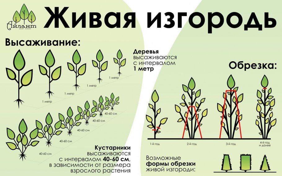 Схема посадки Живая изгородь ту