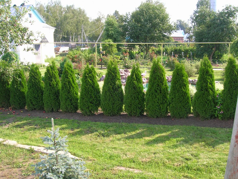 Быстрорастущие туи для живой изгороди