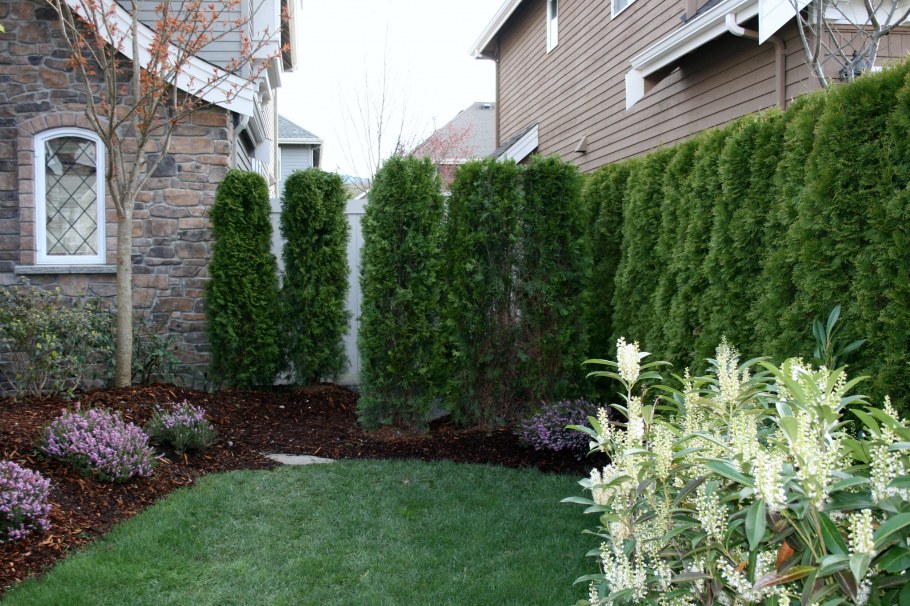Carpinus betulus 'Fastigiata'