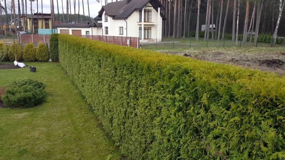 Туя Даника Живая изгородь