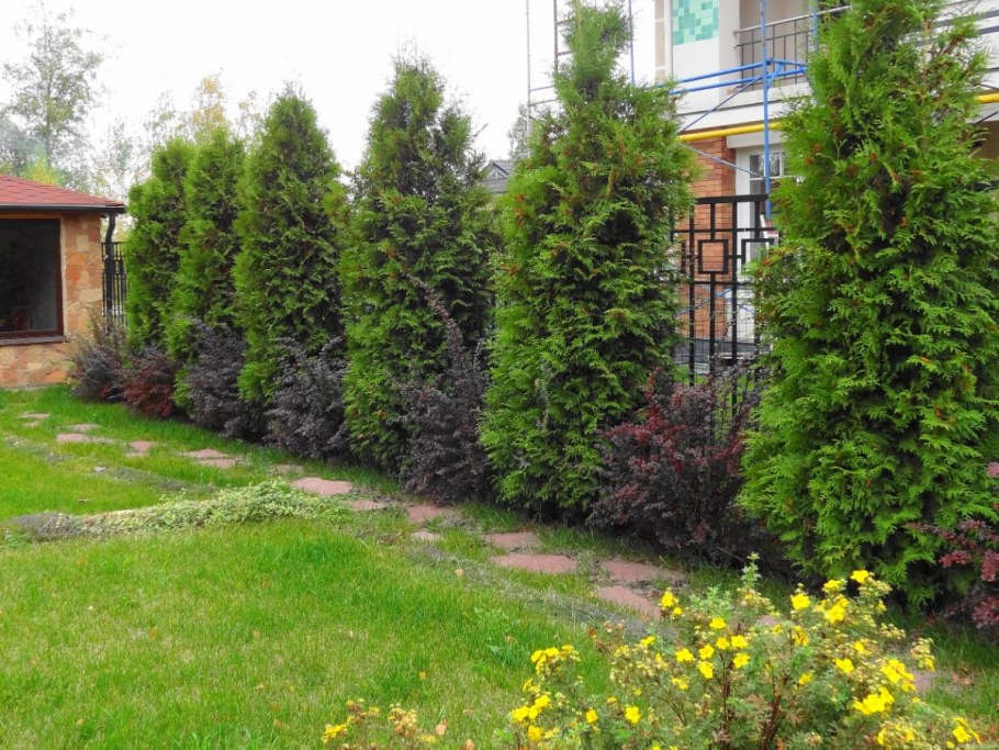 Туя Смарагд изгородь
