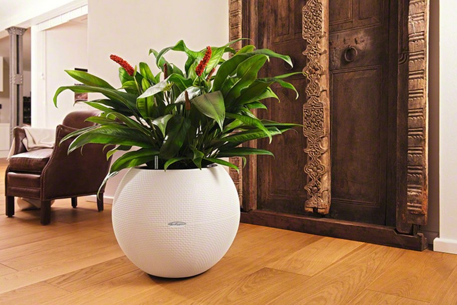 Цветущие цветы в интерьере