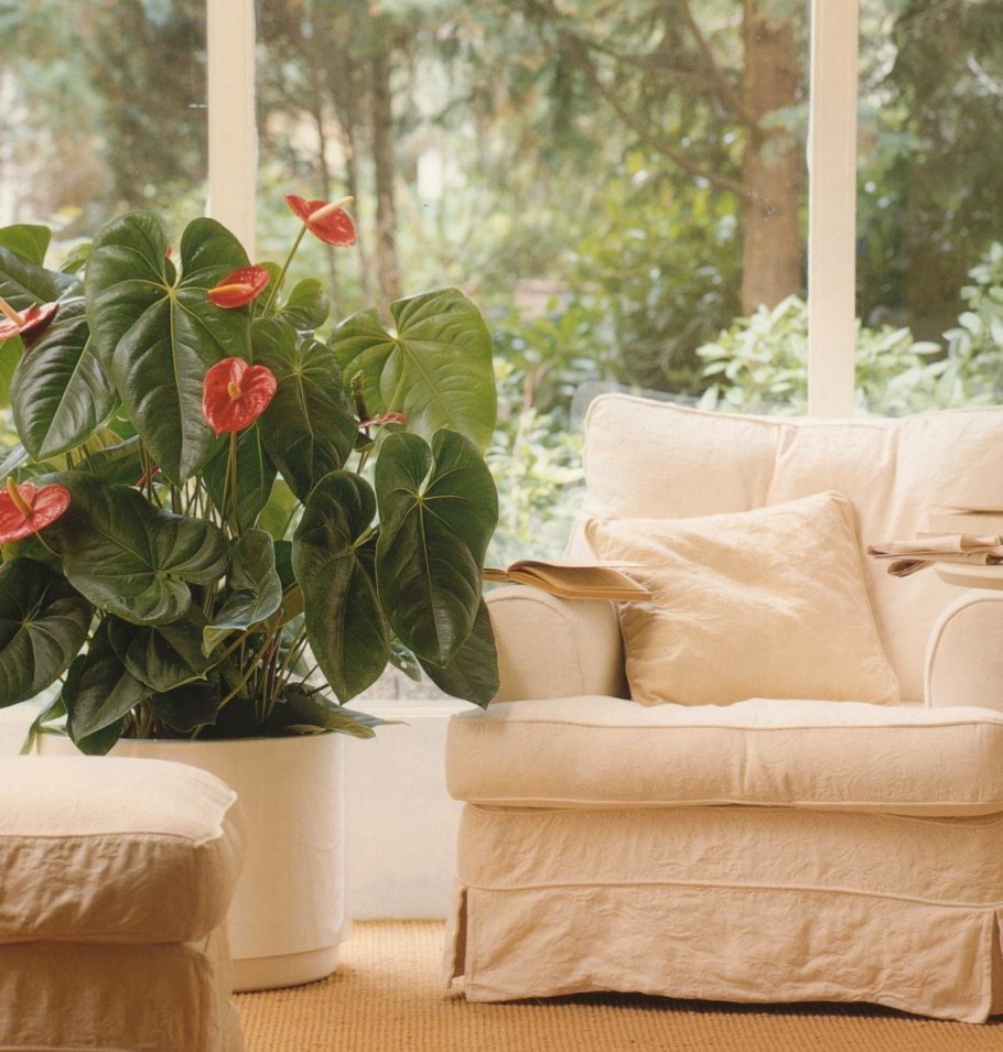 Фаленопсис Электра