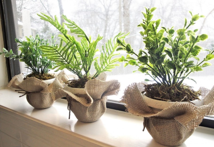 Houseplants цветок