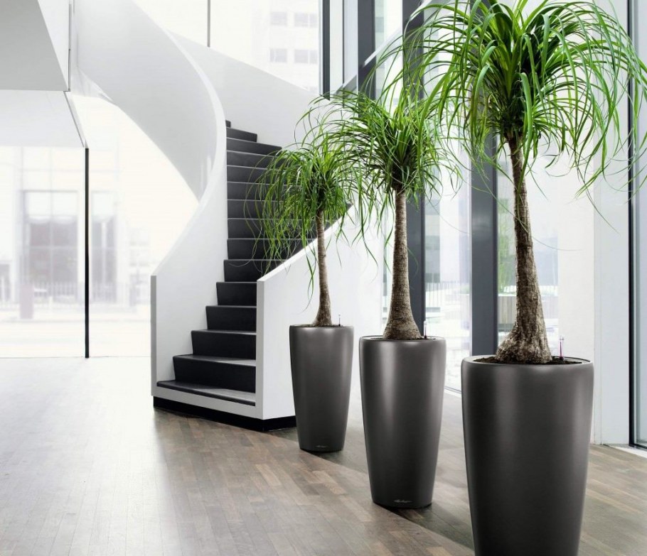 Комнатное цветоводство