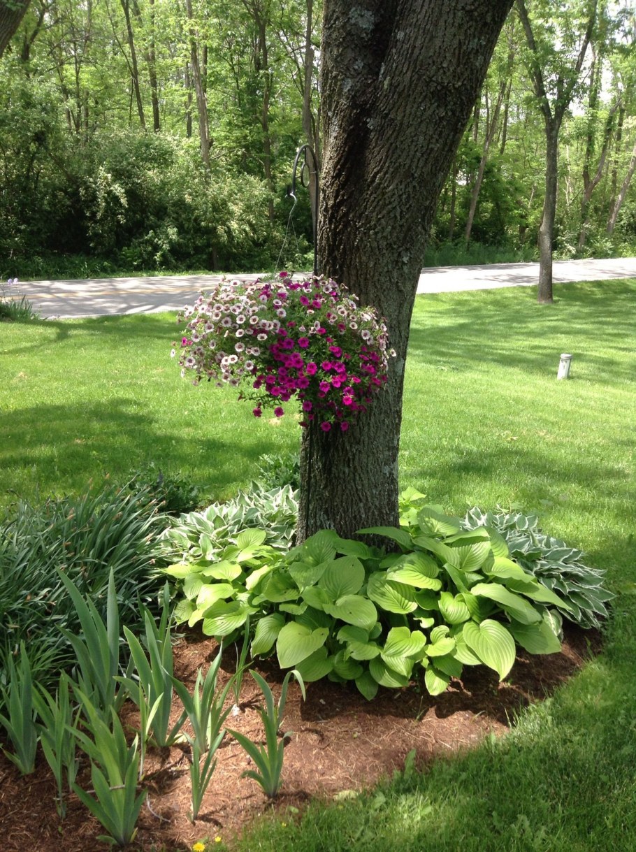 Приствольные круги для деревьев Хоста