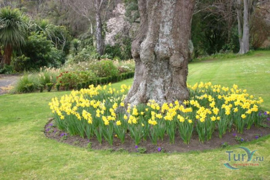 Тюльпаны в приствольном круге
