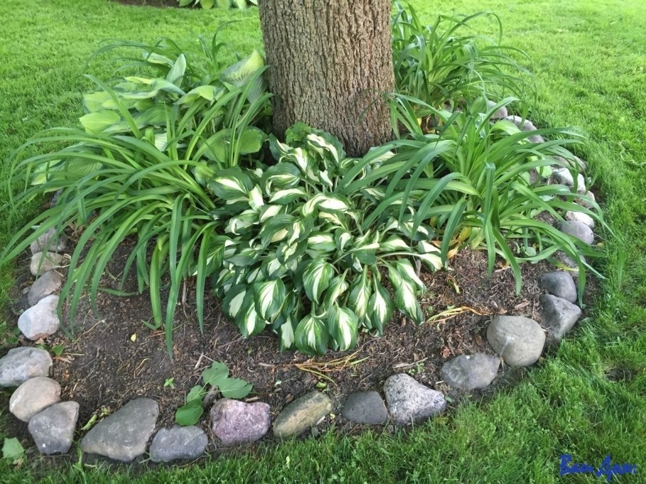 Хосты в приствольном круге