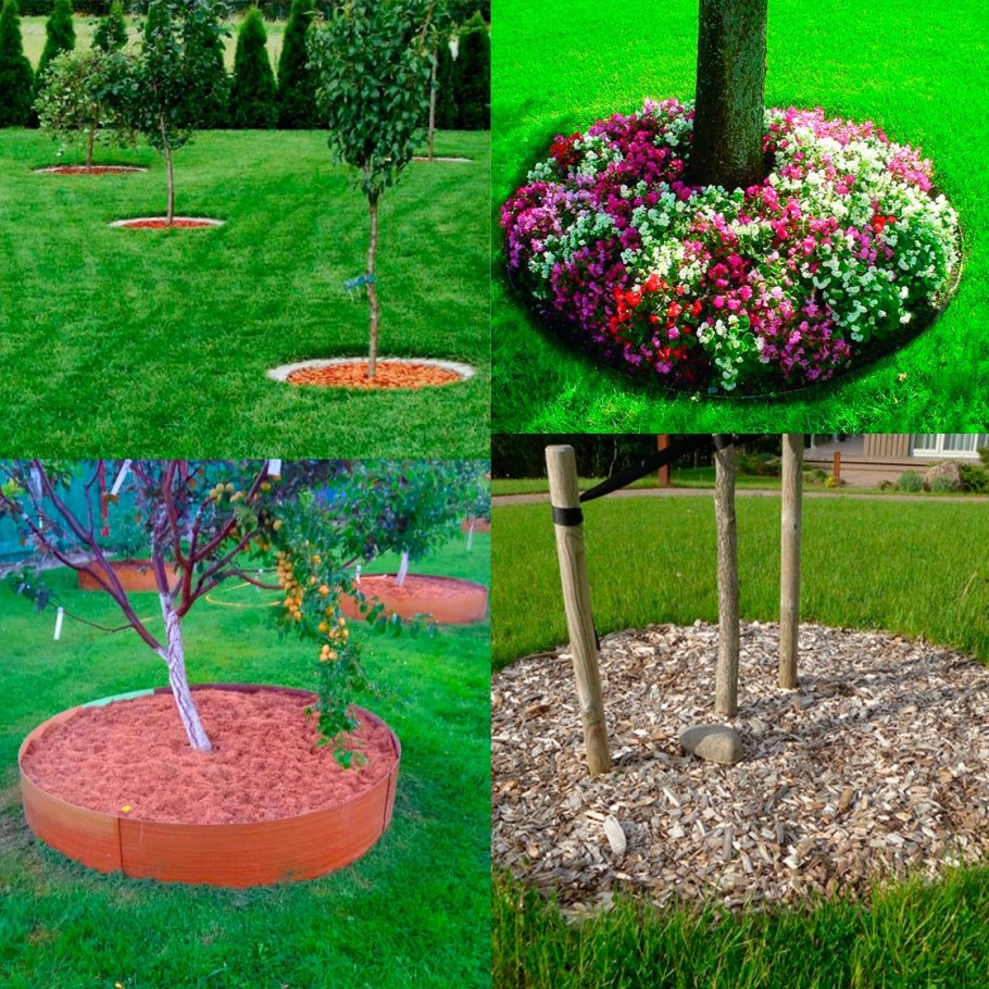 Приствольный круг яблони