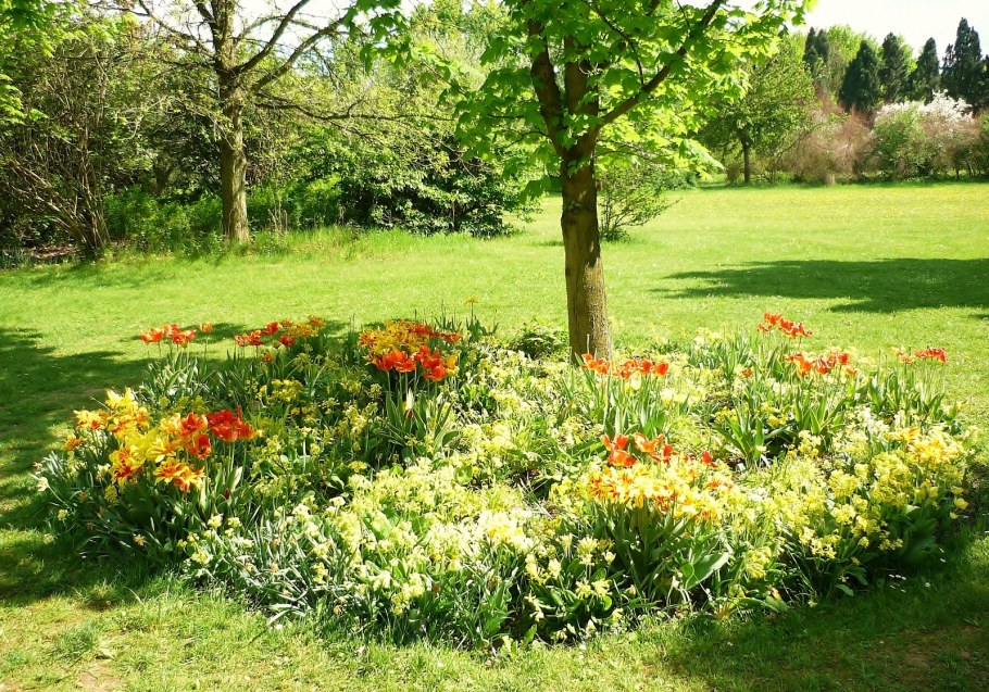 Цветы в приствольном круге плодовых деревьев