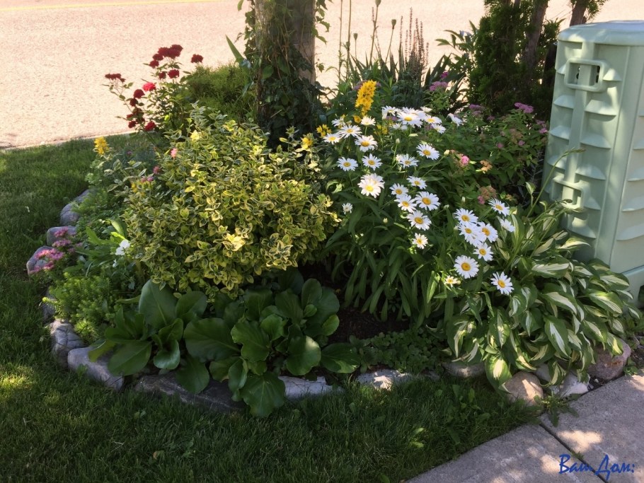 Лилейники в приствольном круге