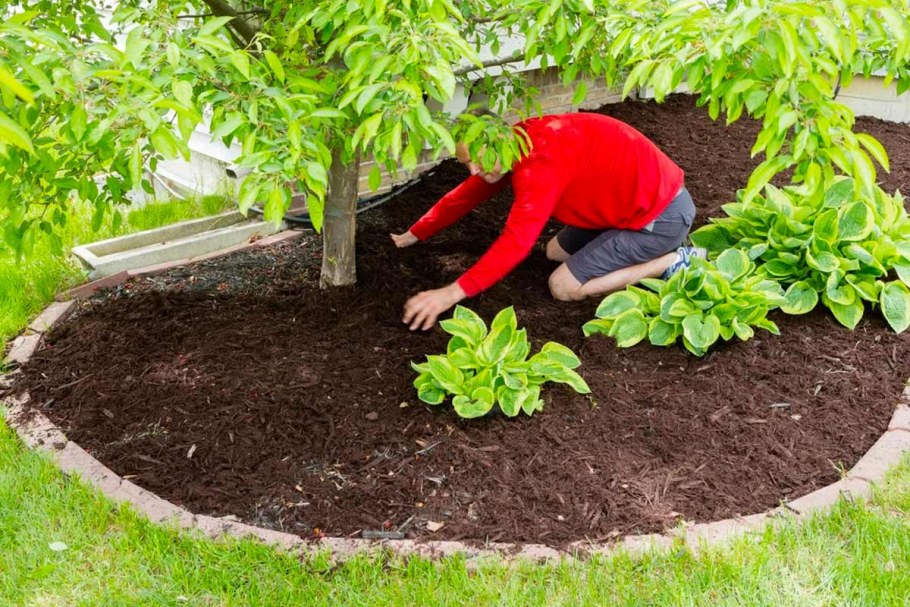 Приствольный круг яблони портулак