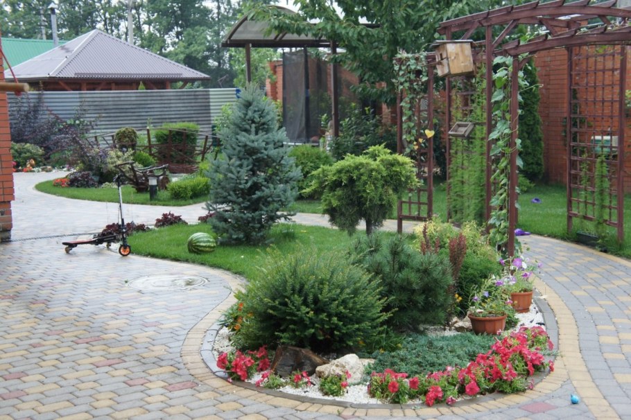 Туи во дворе