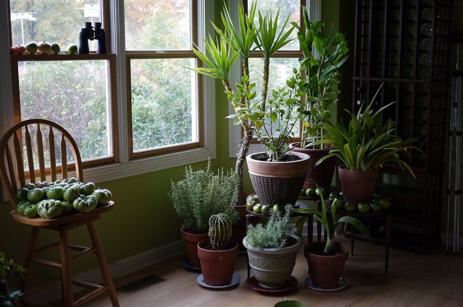 Растения на подоконнике