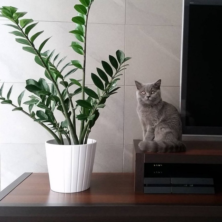 Растения комнатные маленькие