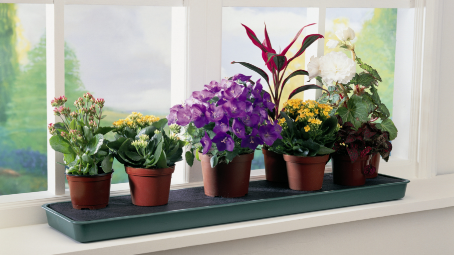 Комнатные растения