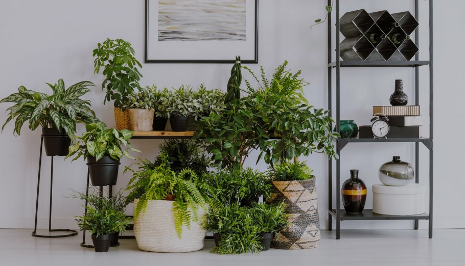 Декоративные растения для квартиры
