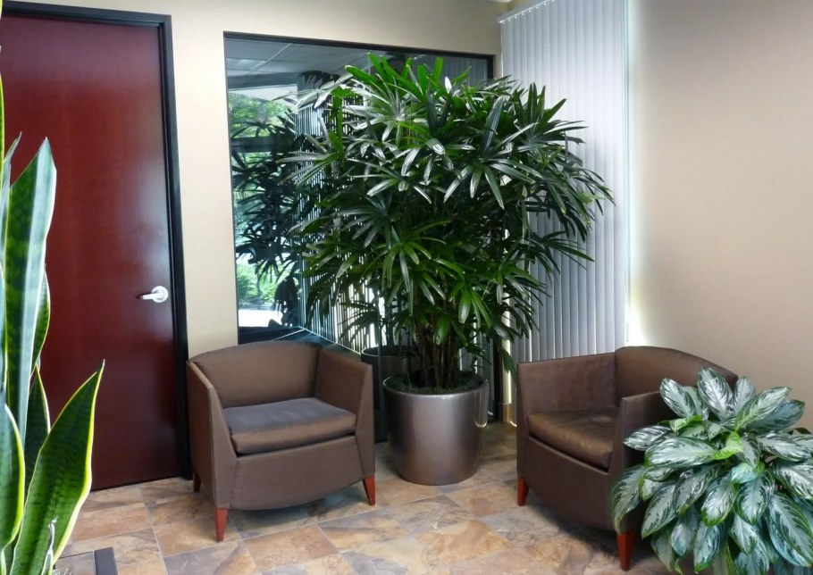 Монстера фикус Рапис