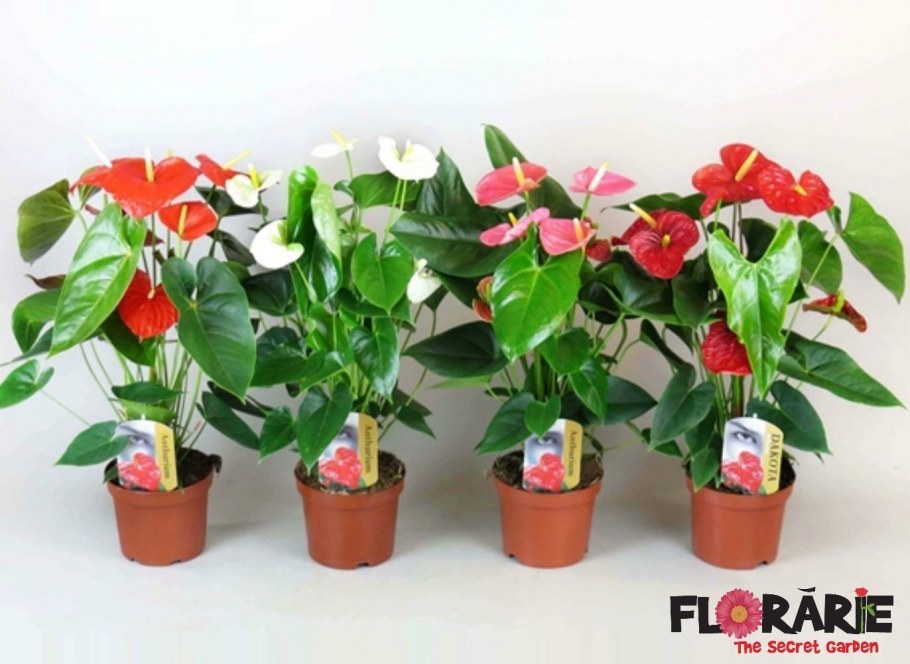 Цветок спатифиллум и Антуриум