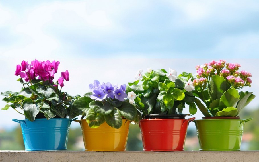 Цикламен и каланхоэ