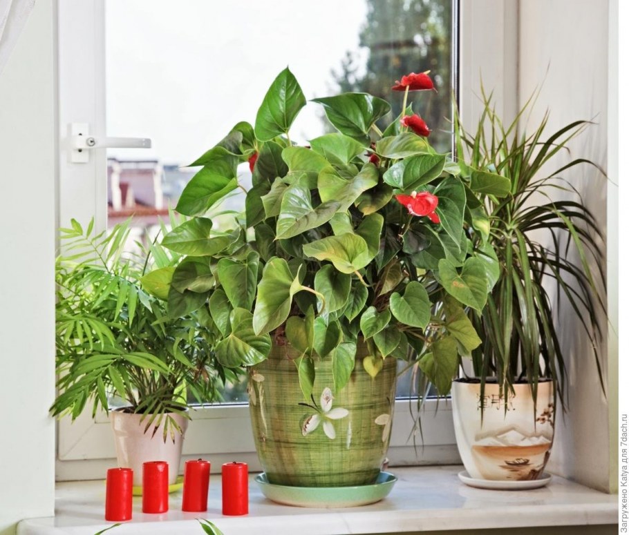 Комнатные растения любящие солнце
