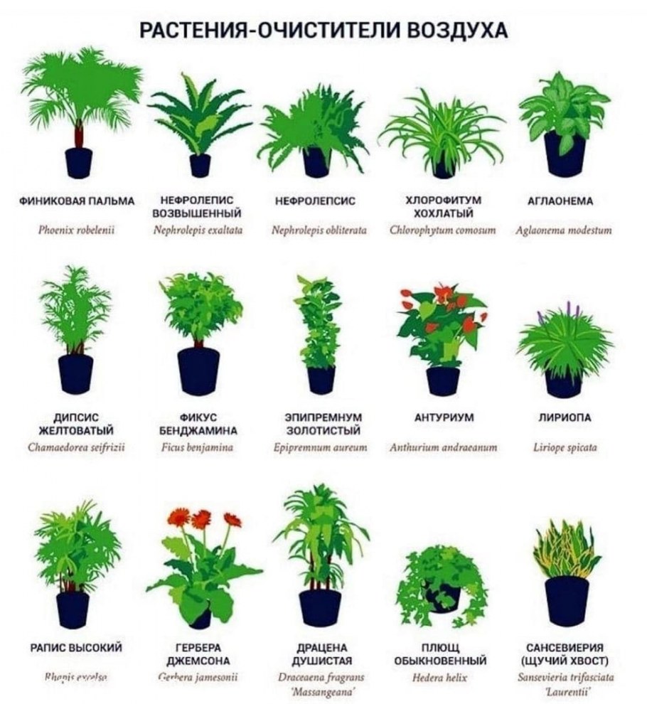 Полезные комнатные растения