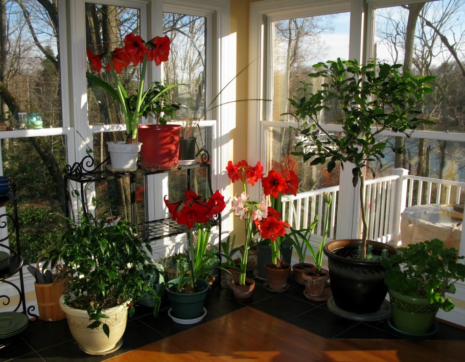 Комнатные цветы на Южной стороне окна