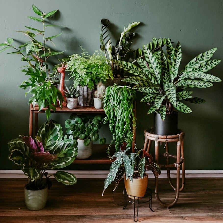 Растение ассорти houseplants
