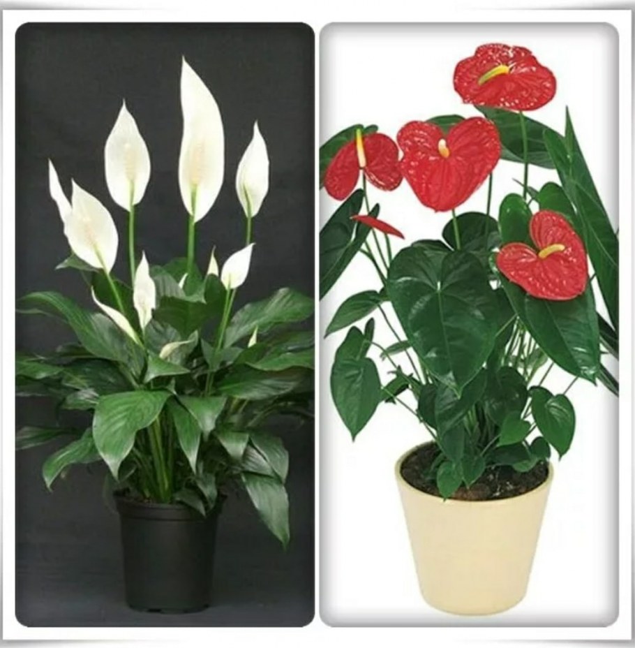 Цветок спатифиллум и Антуриум