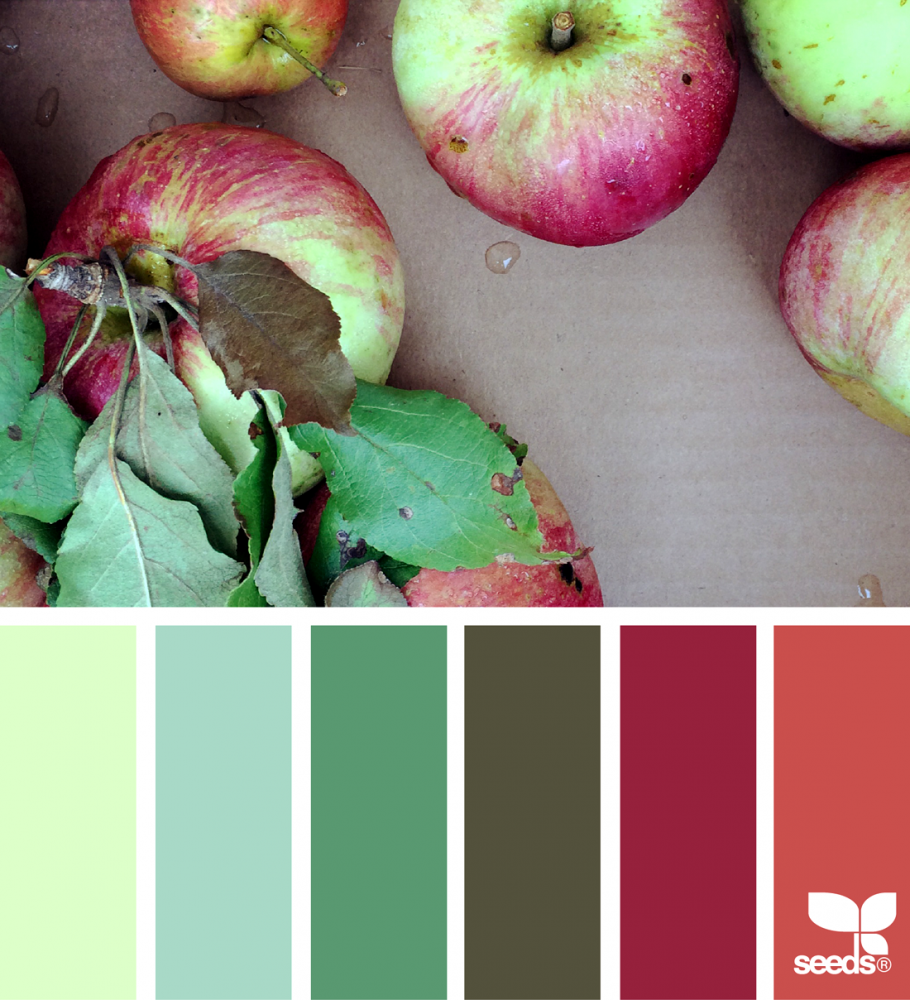 Яблоки цветовые сочетании