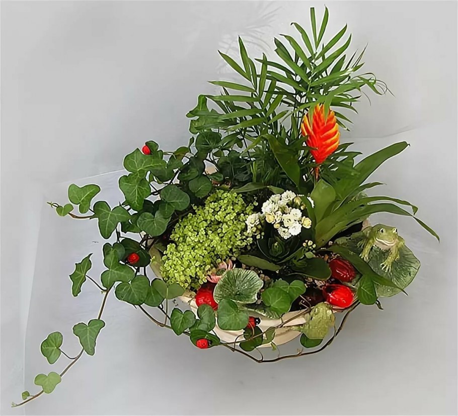 Композиции из суккулентов