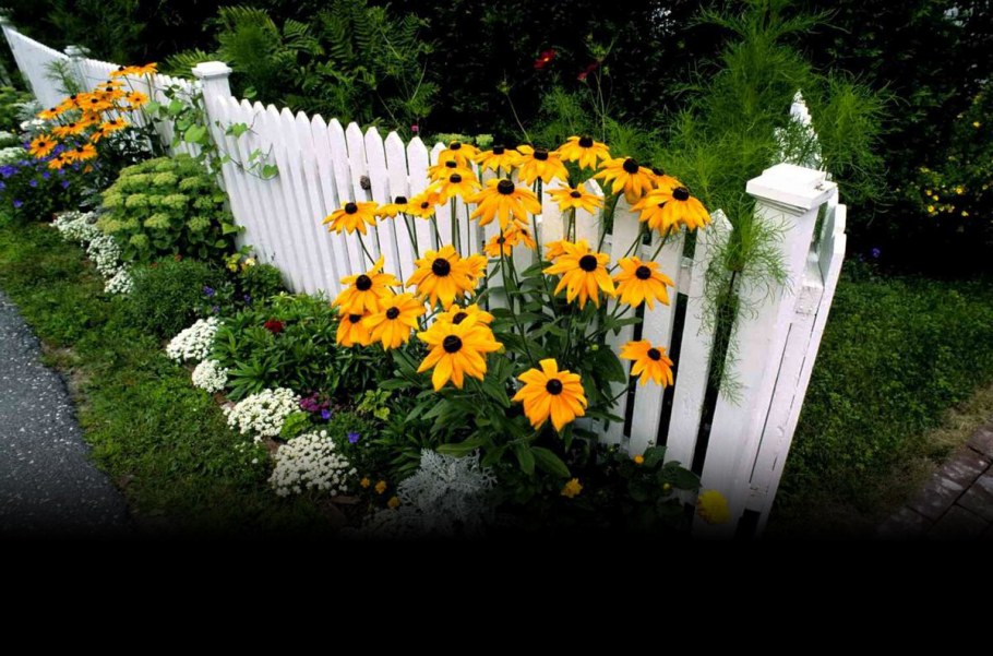 Рудбекия в ландшафтном дизайне