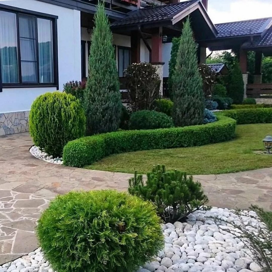 Туя Даника в ландшафтном