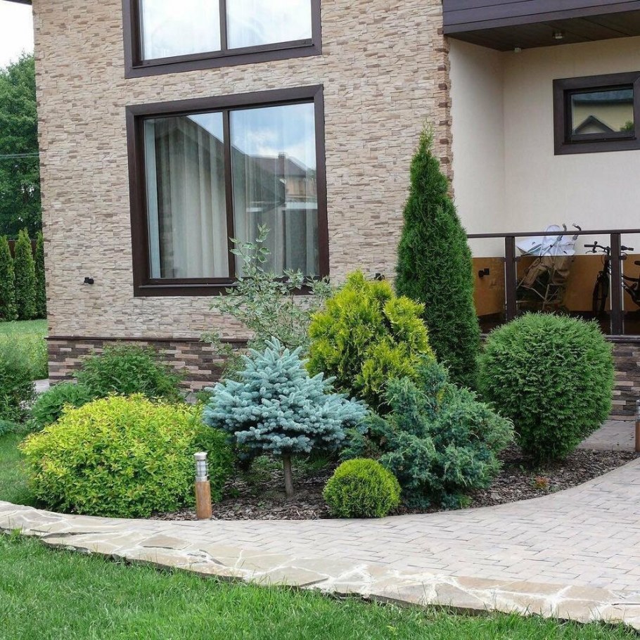 Туя можжевельник ландш