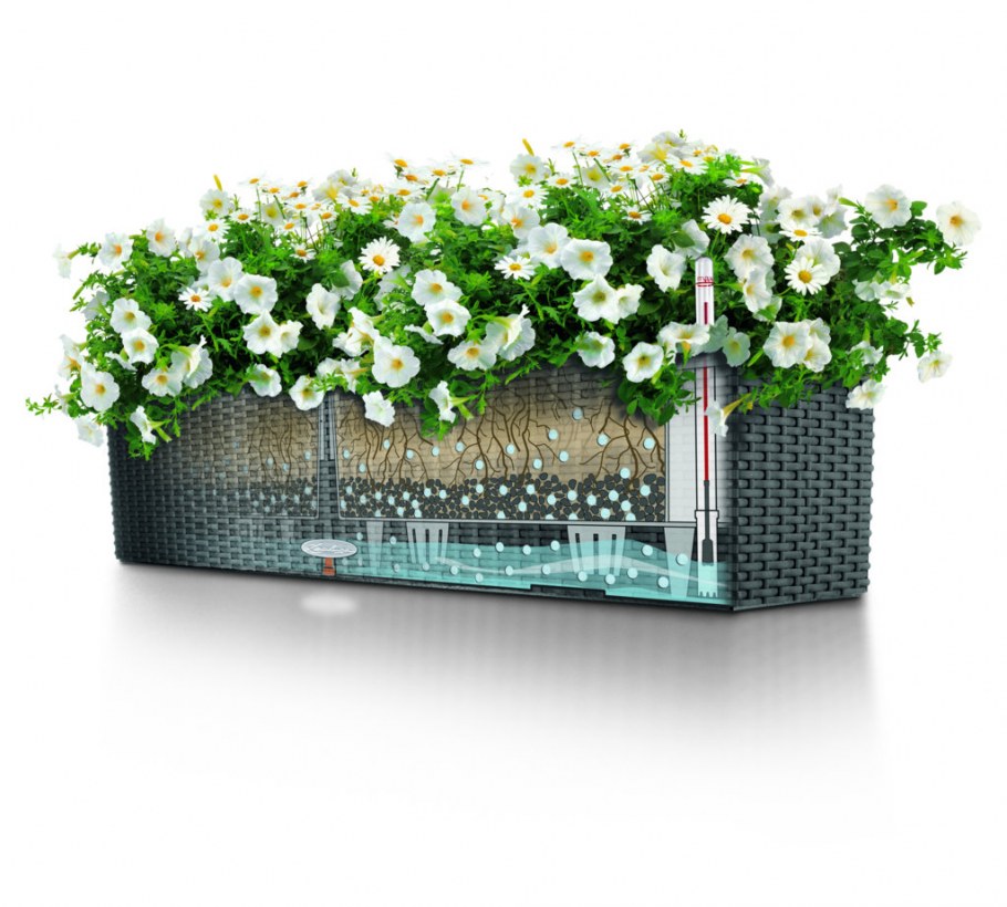 Сангрин горшок балконный